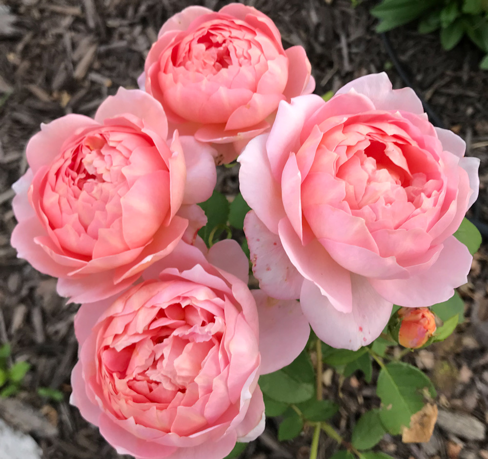 Rosy Dreaming on a Winter Day