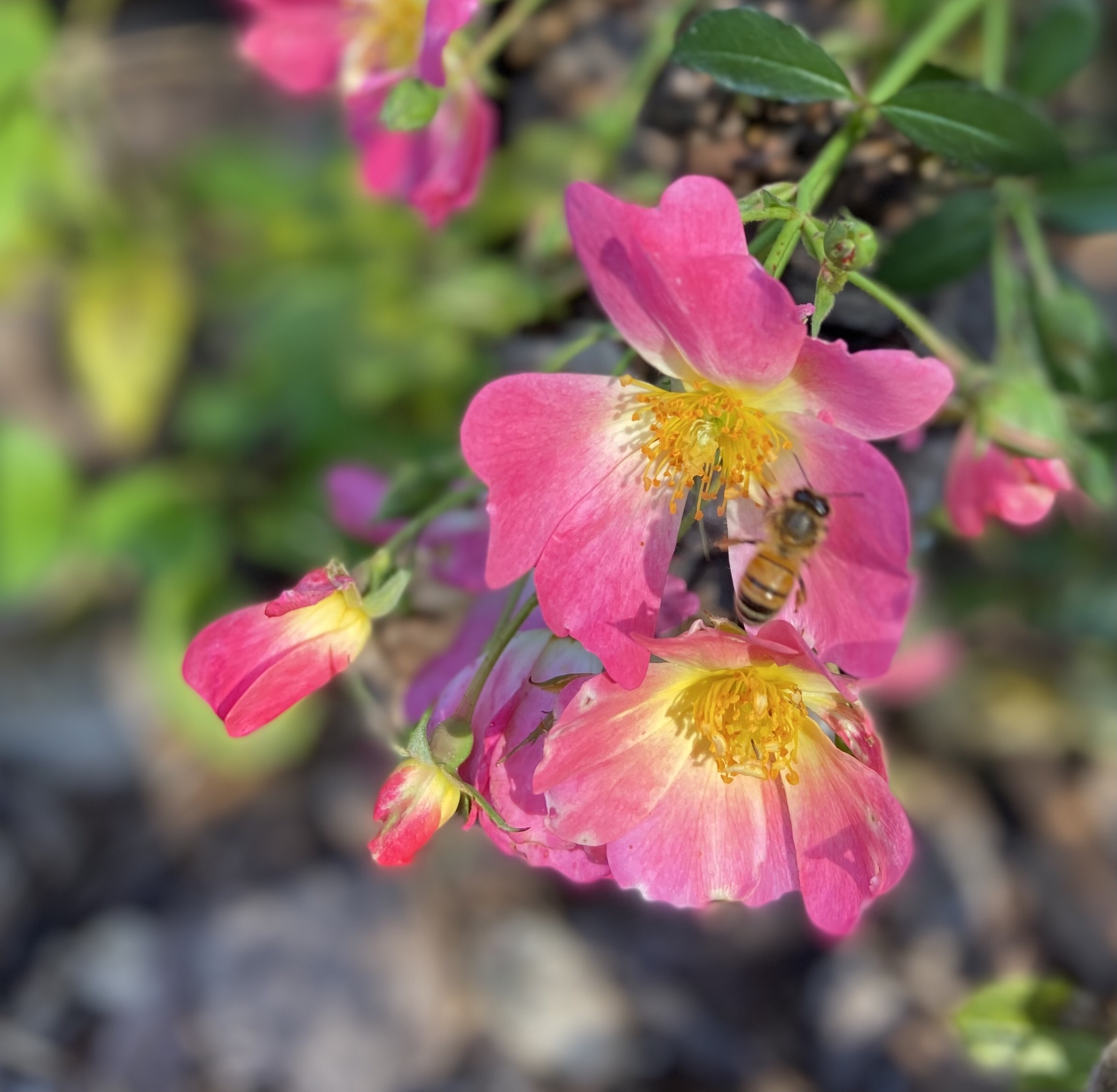 Growing Roses Without Chemicals