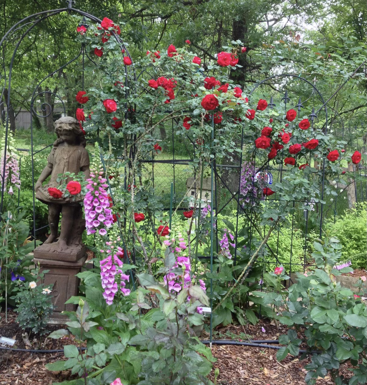 March Rose Care Pruning and Soil