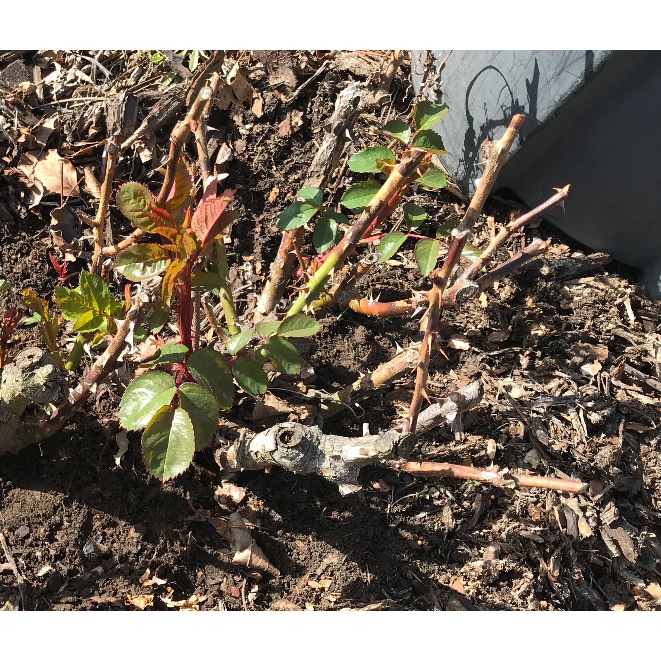 Pruning After a Hard Freeze, Adding Nutrients