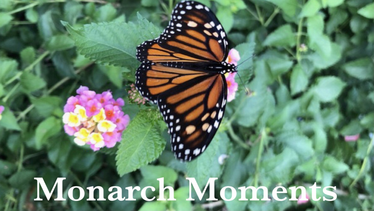 Monarch Moments